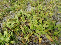 Dracocephalum grandiflorum