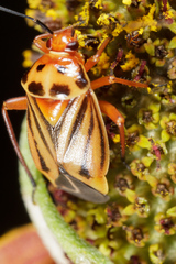 Calocoris barberi