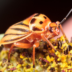 Calocoris barberi