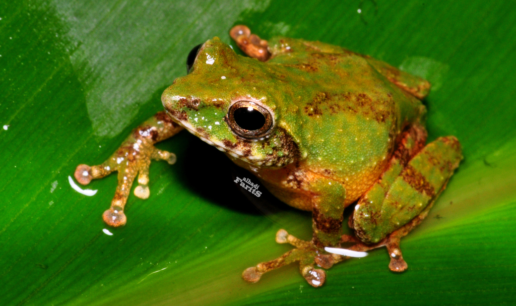 Java Bubble-Nest Frog