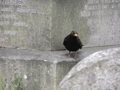 Turdus merula