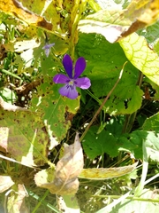 Viola disjuncta