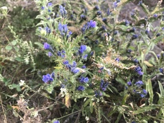 Echium vulgare