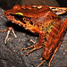 Javan Torrent Frog - Photo (c) Farits Alhadi, some rights reserved (CC BY-NC), uploaded by Farits Alhadi