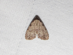 Dyspyralis puncticosta
