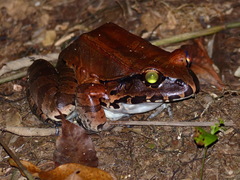 Leptodactylus knudseni