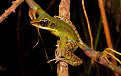 Odorrana hosii