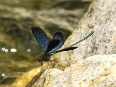 Matrona basilaris
