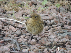 Erithacus rubecula
