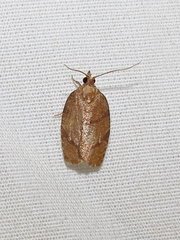 Argyrotaenia juglandana