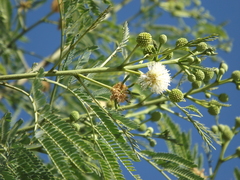 Leucaena leucocephala