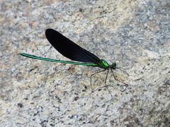 Matrona basilaris