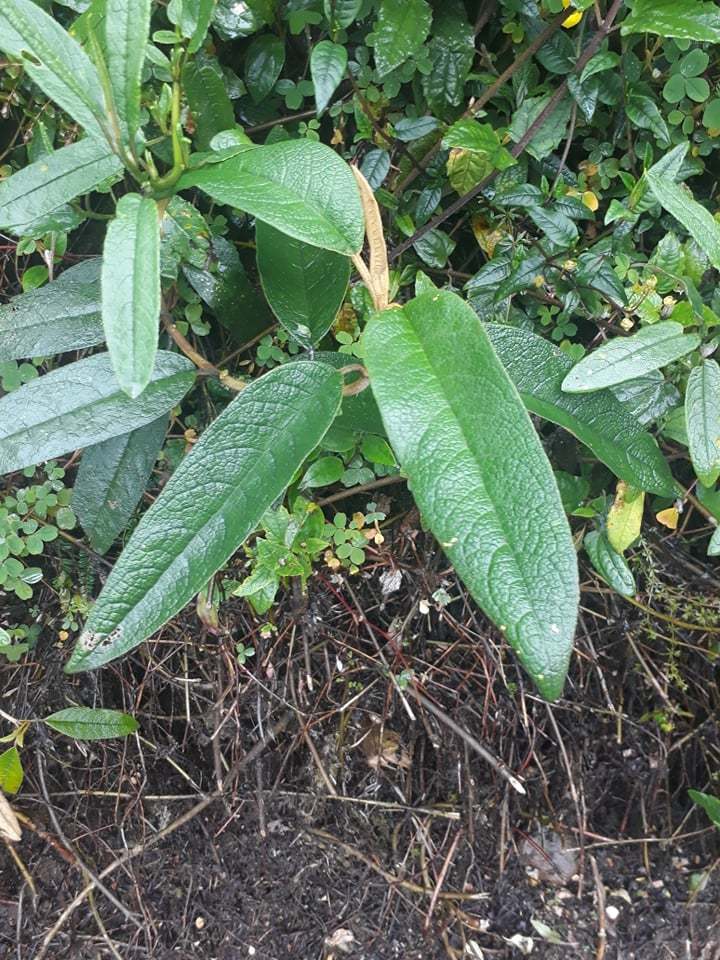 Buddleja bullata