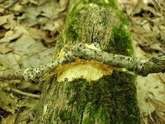 Perenniporia bostonensis