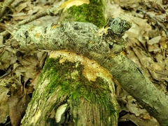 Perenniporia bostonensis