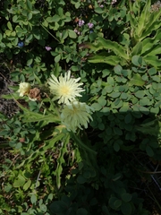 Schlagintweitia intybacea