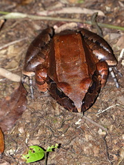 Leptodactylus knudseni