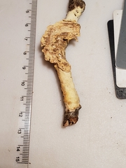 Perenniporia bostonensis