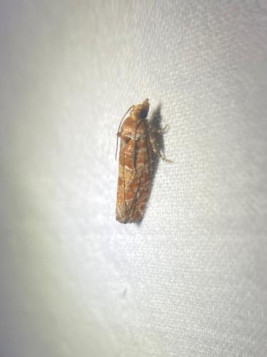 Shortleaf Pine Coneborer Moth photo 4