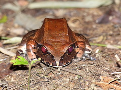 Leptodactylus knudseni