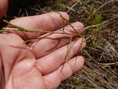 Dysodiopsis tagetoides