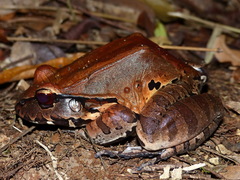 Leptodactylus knudseni