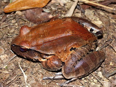 Leptodactylus knudseni