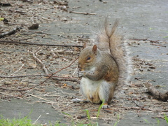 Sciurus carolinensis