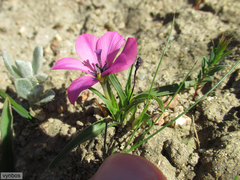 Moraea versicolor