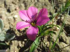 Moraea versicolor