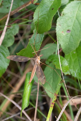 Tipula fulvipennis