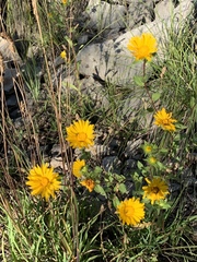 Grindelia scabra