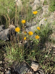 Grindelia scabra