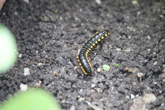 Anoplodesmus saussurii