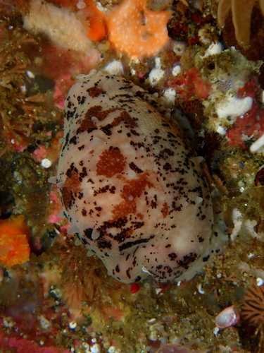 Cypraea fuscodentata observed 2025-04-27