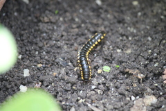 Anoplodesmus saussurii