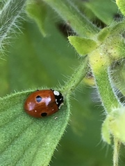 Adalia bipunctata