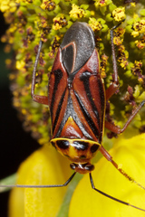 Calocoris barberi