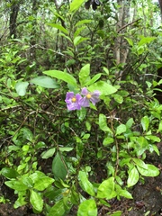 Solanum havanense
