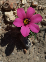 Moraea versicolor