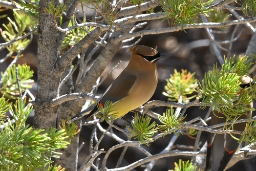 Cedar Waxwing photographed in New Mexico