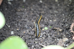 Anoplodesmus saussurii