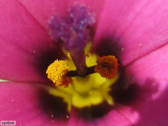 Moraea versicolor
