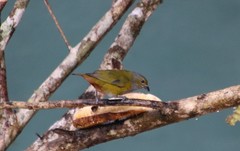 Euphonia pectoralis