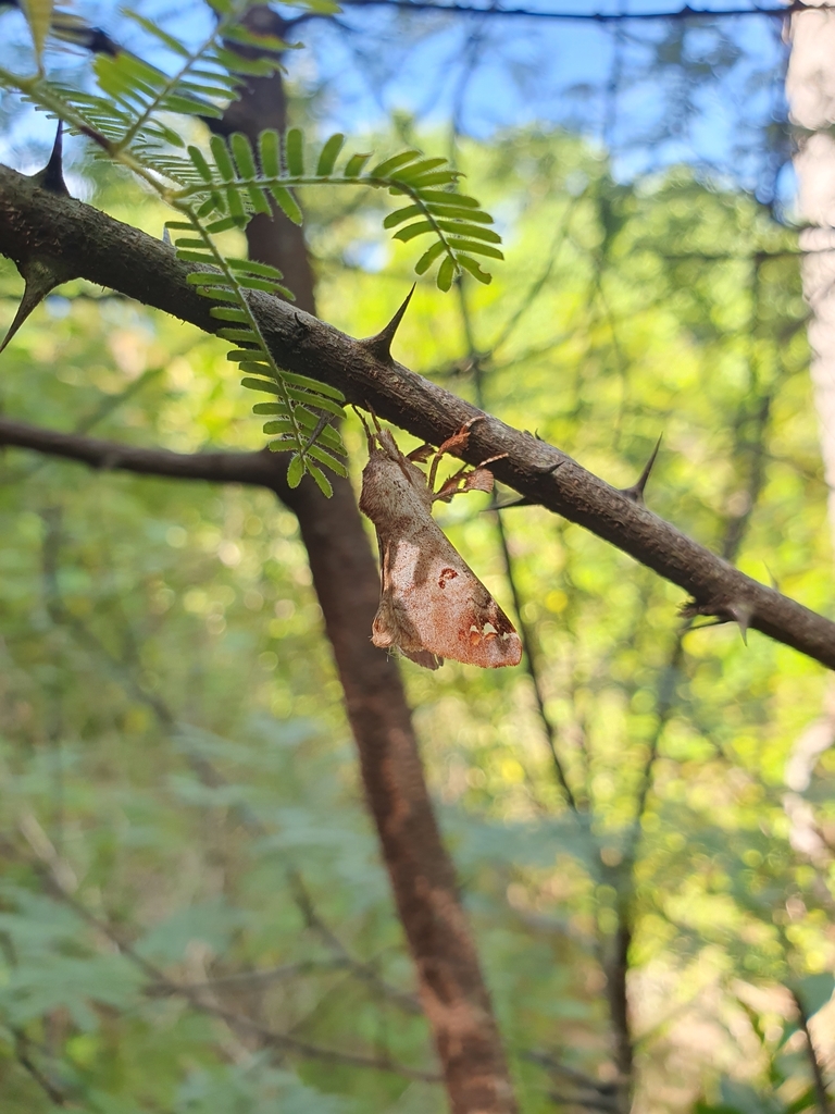 Pantelodes camacana
