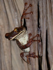 Osteocephalus planiceps