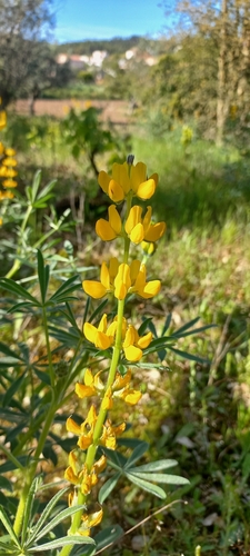 Image of Annual yellow lupin by (c) Mário Barreira, some rights reserved (CC BY)