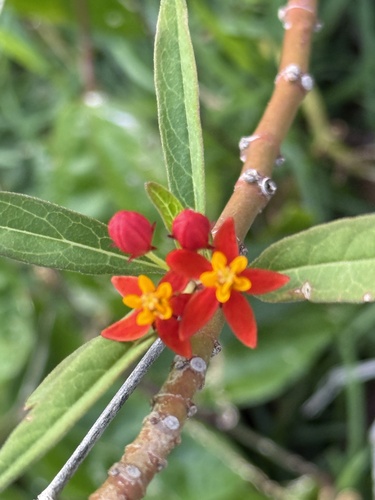 Asclepias curassavica observed 2025-04-27