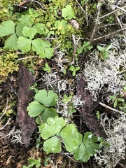 Ranunculus lapponicus