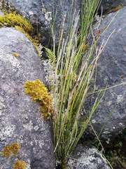 Equisetum bogotense